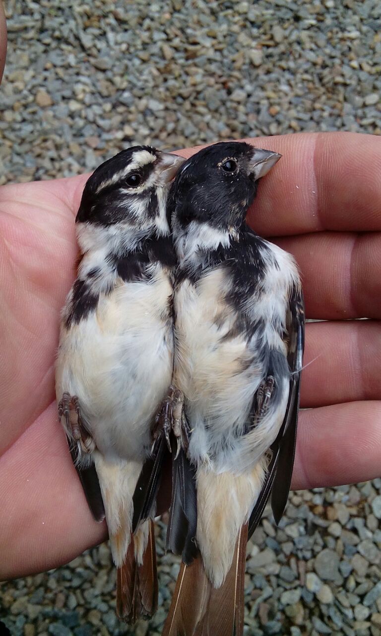 Damara Canary